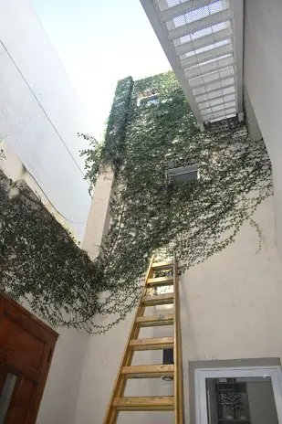 Poda de Enredaderas en Altura en una Vivienda de Villa del Parque