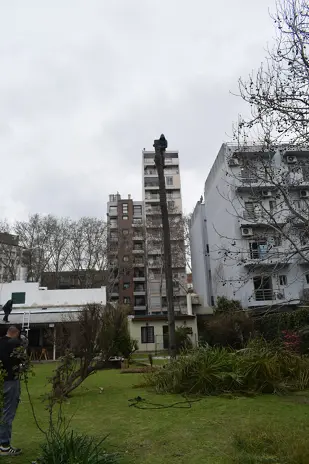 Corte y Retiro de Palmera en Altura en San Martín, Buenos Aires