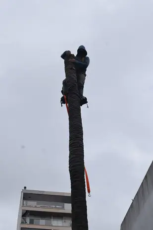 Corte y Retiro de Palmera en Altura en San Martín, Buenos Aires