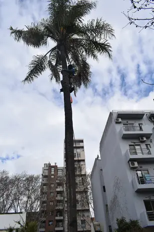 Corte y Retiro de Palmera en Altura en San Martín, Buenos Aires