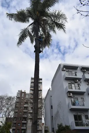Corte y Retiro de Palmera en Altura en San Martín, Buenos Aires