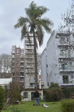 Corte y Retiro de Palmera en Altura en San Martín, Buenos Aires