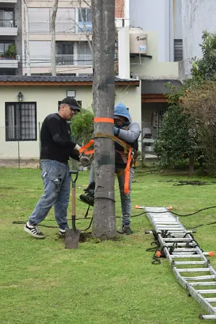 Corte y Retiro de Palmera en Altura en San Martín, Buenos Aires