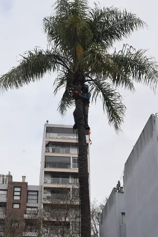 Corte y Retiro de Palmera en Altura en San Martín, Buenos Aires