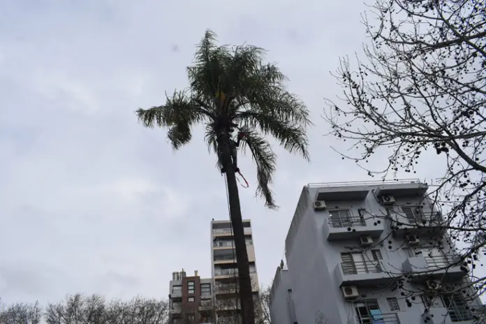 Corte y Retiro de Palmera en Altura en San Martín, Buenos Aires