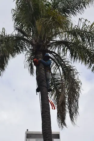 Corte y Retiro de Palmera en Altura en San Martín, Buenos Aires