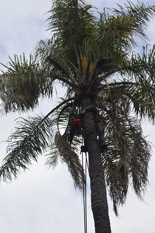 Corte y Retiro de Palmera en Altura en San Martín, Buenos Aires