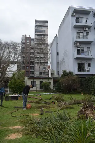 Corte y Retiro de Palmera en Altura en San Martín, Buenos Aires