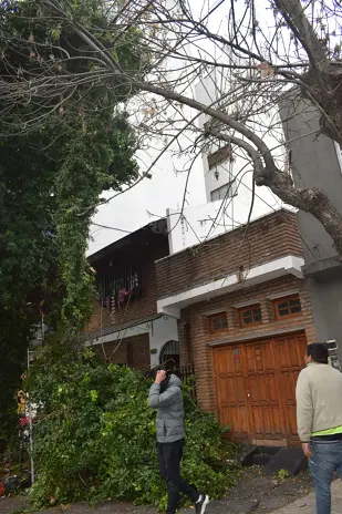 Poda de Árbol Grande con Ramas sobre Cables y Vivienda en Villa Mitre, CABA