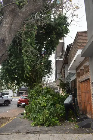 Poda de Árbol Grande con Ramas sobre Cables y Vivienda en Villa Mitre, CABA