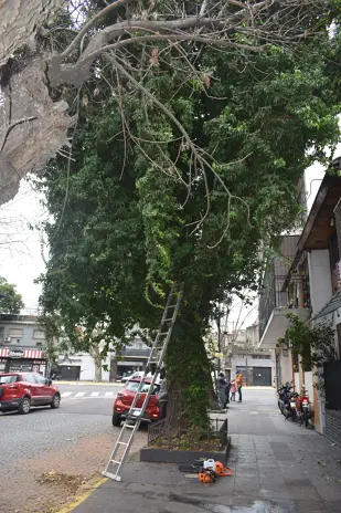 Poda de Árbol Grande con Ramas sobre Cables y Vivienda en Villa Mitre, CABA