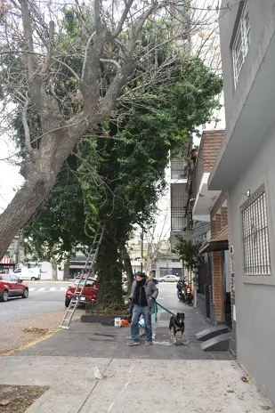 Poda de Árbol Grande con Ramas sobre Cables y Vivienda en Villa Mitre, CABA