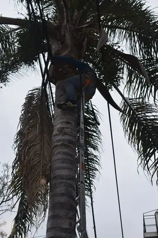 Poda de Árbol y Limpieza de Palmera en Villa Mitre, CABA