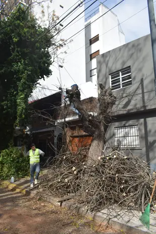 Poda de Árbol y Limpieza de Palmera en Villa Mitre, CABA