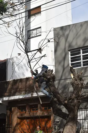 Poda de Árbol y Limpieza de Palmera en Villa Mitre, CABA