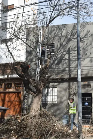 Poda de Árbol y Limpieza de Palmera en Villa Mitre, CABA