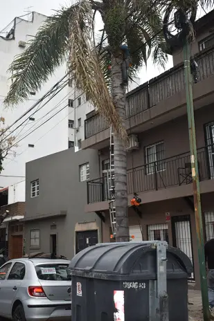 Poda de Árbol y Limpieza de Palmera en Villa Mitre, CABA