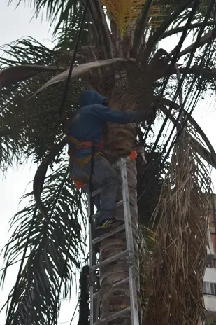 Poda de Árbol y Limpieza de Palmera en Villa Mitre, CABA
