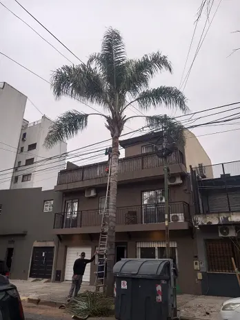 Poda de Árbol y Limpieza de Palmera en Villa Mitre, CABA