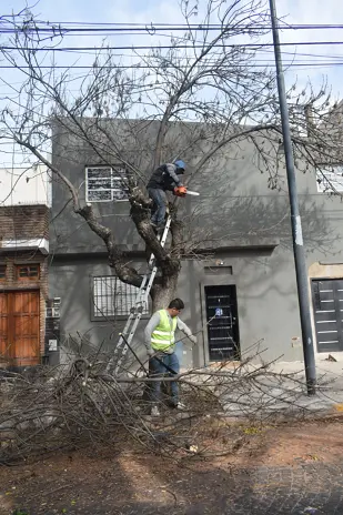 Poda de Árbol y Limpieza de Palmera en Villa Mitre, CABA