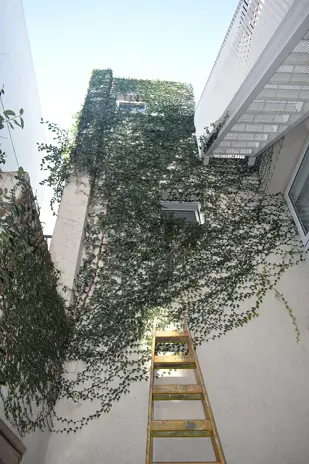 Poda de Enredaderas en Altura en una Vivienda de Villa del Parque