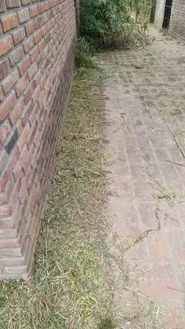 Desmalezado de Terreno en Maschwitz Después de Meses Sin Cortar