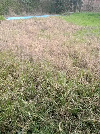 Desmalezado de Terreno en Maschwitz Después de Meses Sin Cortar