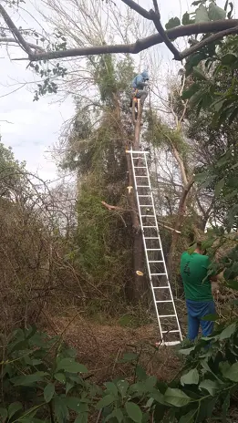 Poda de Altura y Reducción de 3 Árboles en Caseros