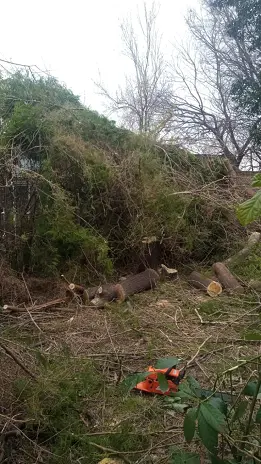 Poda de Altura y Reducción de 3 Árboles en Caseros