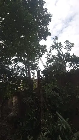 Poda de Altura y Reducción de 3 Árboles en Caseros