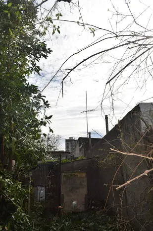 Poda de Altura y Reducción de 3 Árboles en Caseros