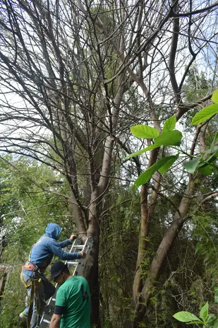 Poda de Altura y Reducción de 3 Árboles en Caseros