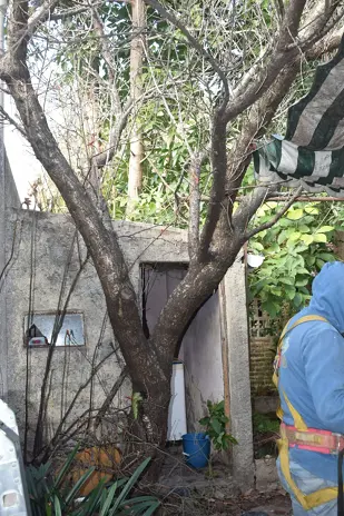 Poda de Altura y Reducción de 3 Árboles en Caseros
