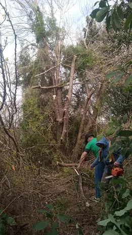 Poda de Altura y Reducción de 3 Árboles en Caseros