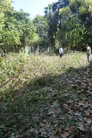 Limpieza y Desmalezado de un Terreno de 600 m² en Belgrano