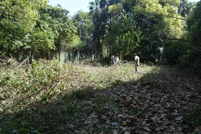 Limpieza y Desmalezado de un Terreno de 600 m² en Belgrano