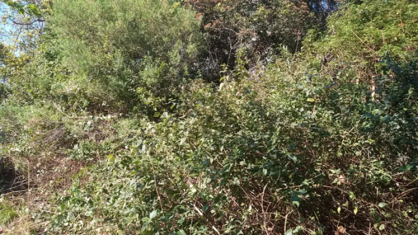Limpieza y Desmalezado de un Terreno de 600 m² en Belgrano