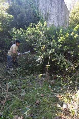 Limpieza y Desmalezado de un Terreno de 600 m² en Belgrano
