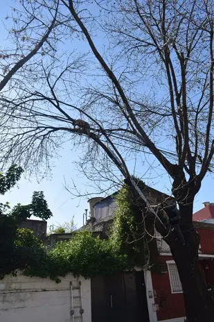 Poda de Altura de un Árbol de Gran Porte en Villa Urquiza, CABA