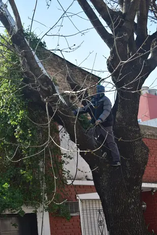 Poda de Altura de un Árbol de Gran Porte en Villa Urquiza, CABA