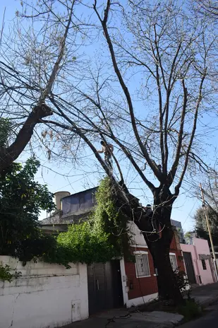Poda de Altura de un Árbol de Gran Porte en Villa Urquiza, CABA