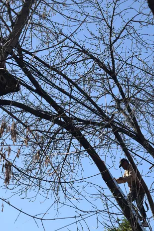 Poda de Altura de un Árbol de Gran Porte en Villa Urquiza, CABA