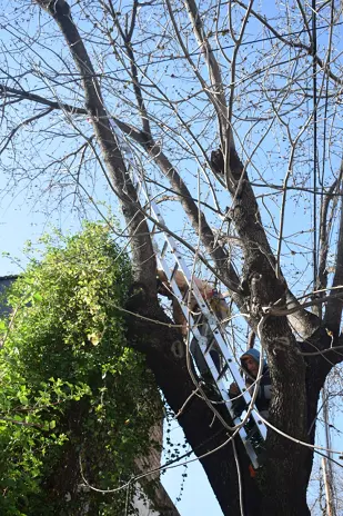 Poda de Altura de un Árbol de Gran Porte en Villa Urquiza, CABA
