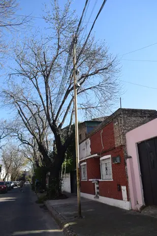 Poda de Altura de un Árbol de Gran Porte en Villa Urquiza, CABA