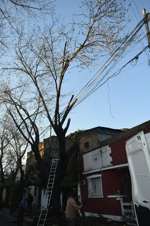 Poda de Altura de un Árbol de Gran Porte en Villa Urquiza, CABA