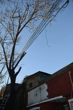 Poda de Altura de un Árbol de Gran Porte en Villa Urquiza, CABA