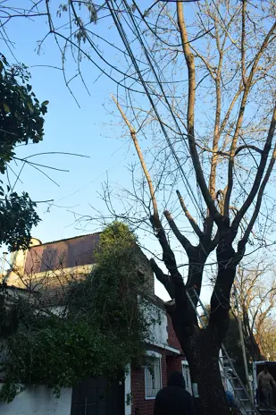 Poda de Altura de un Árbol de Gran Porte en Villa Urquiza, CABA