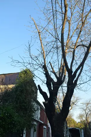 Poda de Altura de un Árbol de Gran Porte en Villa Urquiza, CABA