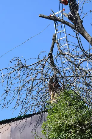 Poda de Altura de un Árbol de Gran Porte en Villa Urquiza, CABA