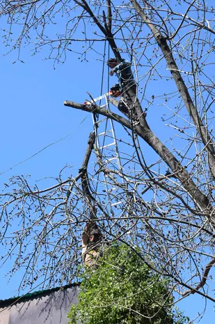 Poda de Altura de un Árbol de Gran Porte en Villa Urquiza, CABA